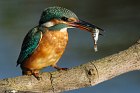 Eisvogel
