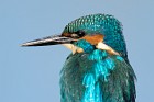 Eisvogel