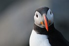 Papageientaucher
