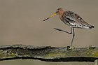 Uferschnepfe