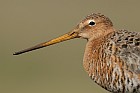 Uferschnepfe