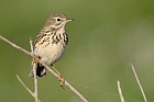 Wiesenpieper