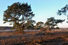 Neust&auml;dter Moor