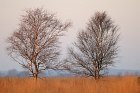 trees in the morning sun