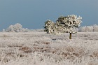 Neust&auml;dter Moor im Winter