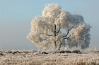 Neust&auml;dter Moor im Winter