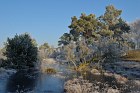 Neust&auml;dter Moor im Winter
