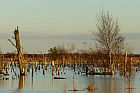morning mood in a German swamp