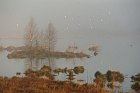 morning mood in a German swamp