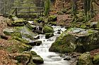German forest