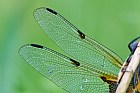 wing from a four-spotted chaser