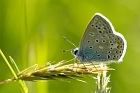 Schmetterling