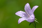 Acker-Glockenblume