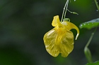 Gro&szlig;e Springkraut