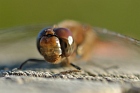 Heidelibelle