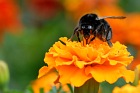Hummel