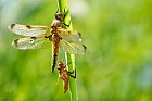 four-spotted chaser with exuviae