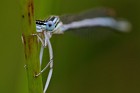 Blaue Federlibelle