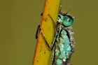 Blaue Federlibelle