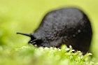 Schwarze Wegschnecke