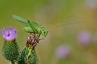 great green bush-cricket