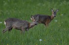 Rehe