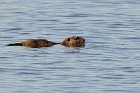 Nutria