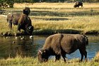 Bisons