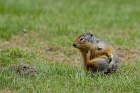 Erdh&ouml;rnchen