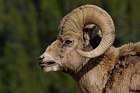 Mufflon