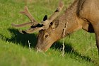 Wapiti