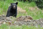 Schwarzb&auml;r