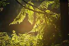 Urwald Sababurg
