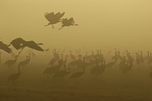 Kraniche im Nebel