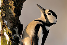 Buntspecht