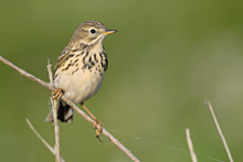 Blaukehlchen