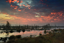 Goldenstedter Moor