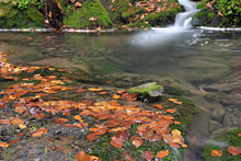 German forest