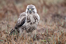 Common Buzzard (Buteo buteo)