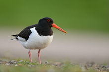 Oystercatcher