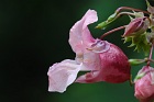 Indisches Springkraut