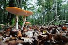 Fliegenpilz