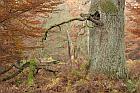Reinhardswald (Hessen)