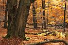 Reinhardswald (Hessen)