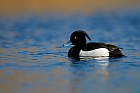 tufted duck