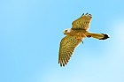 common kestrel