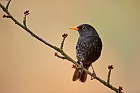 common blackbird