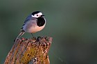 white wagtail