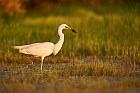 great white egret