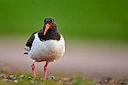 eurasian oystercatcher